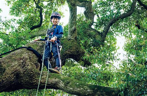 樹木人|庭木から街路樹、山林まで…樹木を守るスペシャリスト「樹木医。